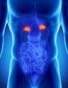 Male anatomy of human organs in x-ray view